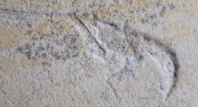 Mecochirus longimanatus SCHLOTHEIM 1820 mit Spur - Bild © FossNet FossilienStore